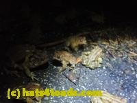 /home//u458753944/public_html/sourcegallery////////Roxborough Toad Detour/2022/2022-03-19/P3190918.JPG